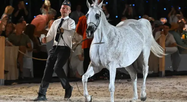 Janów Podlaski: Legenda, konie arabskie i praktyczny przewodnik