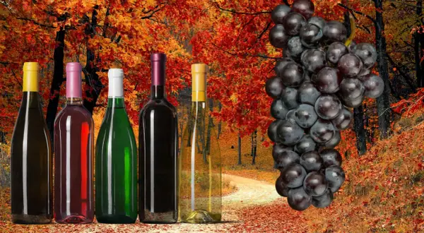 Jesień to idealny czas, kiedy zbierać winogrona na wino. Butelki wina i kiść ciemnych winogron na tle jesiennego lasu.