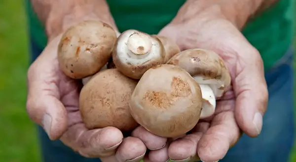 Hände halten frisch geerntete braune Champignons. Ein Beweis dafür, dass Pilze anbauen Freude macht.
