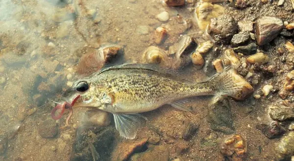 Ein Barsch mit einem Wurm im Maul, der auf einem steinigen Grund im flachen Wasser liegt. Verschiedene Barsch Arten sind faszinierend.