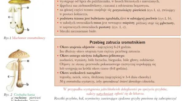 Ilustracja przedstawia Muchomora sromotnikowego, najbardziej trujący grzyb na świecie, z opisem jego cech i objawów zatrucia.