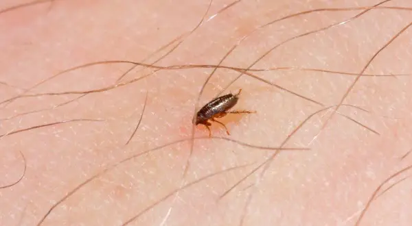 Cómo saber si tengo pulgas en mi cama: señales que no debes ignorar