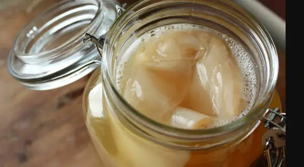 Grzybek kombucha (SCOBY): Co to jest? Rozpoznaj zdrową kulturę i pleśń!