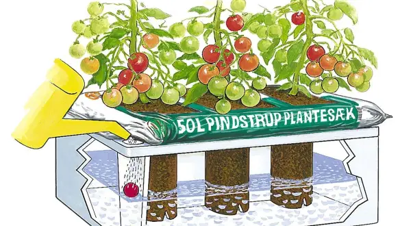 Tomater växer i en autopot-odling. En gul vattenkanna vattnar plantorna som står i en påse med jord. Rötterna hänger ner i en behållare med vatten.