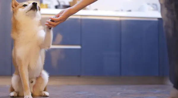 Shiba Inu podaje łapę podczas szkolenia psa.