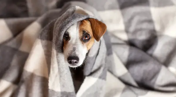 Perro con gripe envuelto en manta a cuadros, con ojos tristes y nariz húmeda.