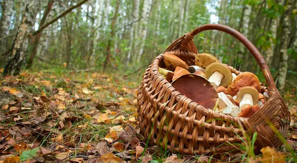 Cesta de mimbre llena de setas de mayo, recién recolectadas en el bosque.