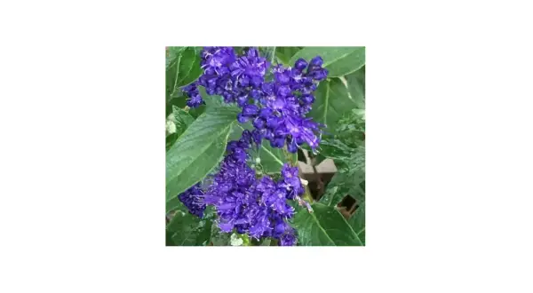 Blå blommor i en perovskia blue spire-liknande klunga, med gröna blad.