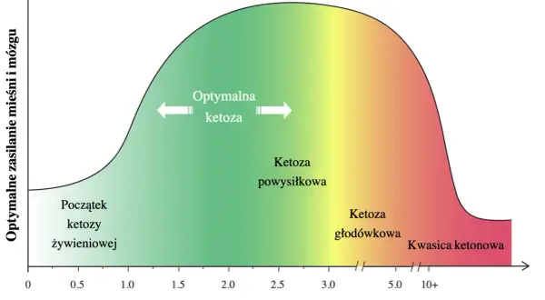 Wykres pokazuje optymalne zasilanie mięśni i mózgu w zależności od poziomu ketonów we krwi. Określa, ile węglowodanów na keto jest optymalne.