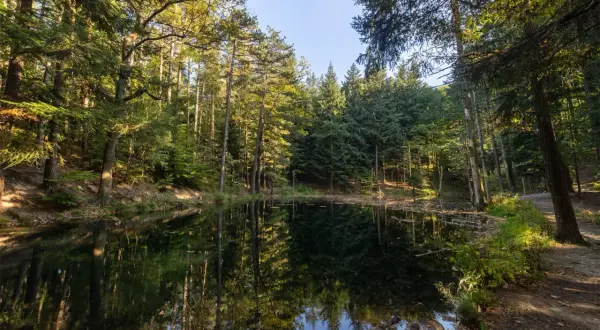 Spokojny wilczy staw otoczony gęstym lasem. Słońce przebija się przez drzewa, tworząc refleksy na ciemnej wodzie.