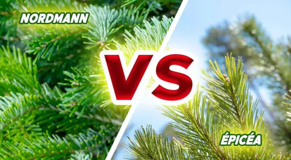 Comparaison entre le sapin Nordmann et l'épicéa, deux bois de conifères aux aiguilles vertes.