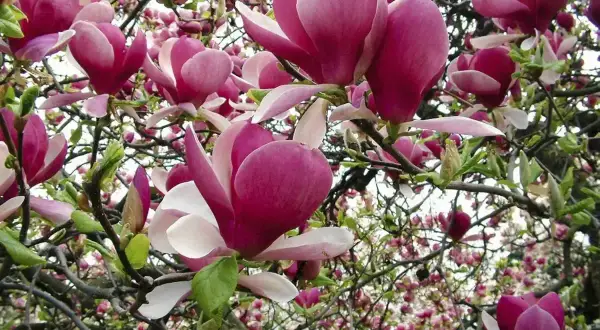 Magnolia w ogrodzie rozkwitła w pełni. Jej pąki i kwiaty w odcieniach różu i bieli tworzą bajkowy widok.