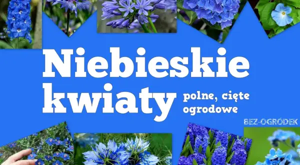 Niebieskie kwiaty wiosenne: ostróżki, chabry, agapanty, hortensje, powoje, czarnuszki, hiacynty i niezapominajki.