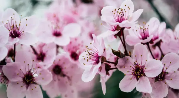 Mjukt rosa blommor av prunus cerasus, med sina fina ståndare, blommar i en drömsk, suddig bakgrund.