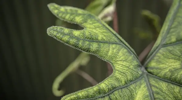 Zbliżenie na zielony, włochaty liść Alocasia Jacklyn z widocznymi żyłkami.