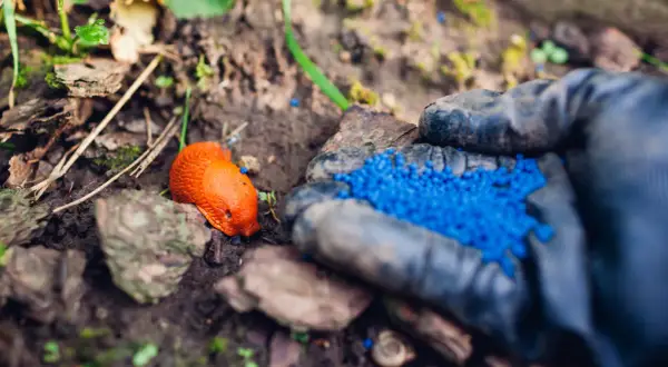 Niebieskie granulki na ślimaki: Jak używać bezpiecznie? Poradnik
