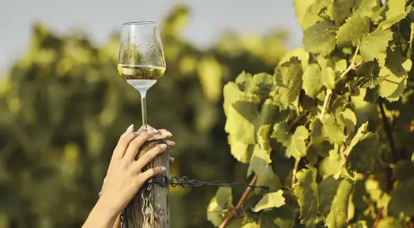 Ein Glas Weißwein mit dem Aroma von Muskateller, gehalten von einer Hand, umgeben von Weinreben.