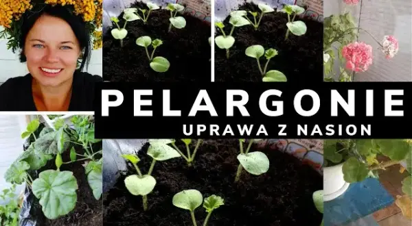 Pelargonia nasiona kiedy siać - idealny czas na siew dla sukcesu
