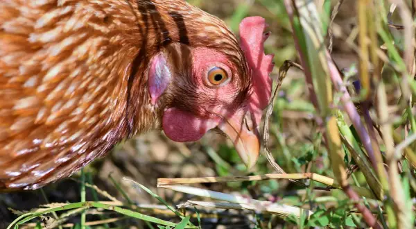Brązowa kura z czerwonym grzebieniem szuka pożywienia wśród traw. Zastanawiasz się, ile rosnie kura do uboju?