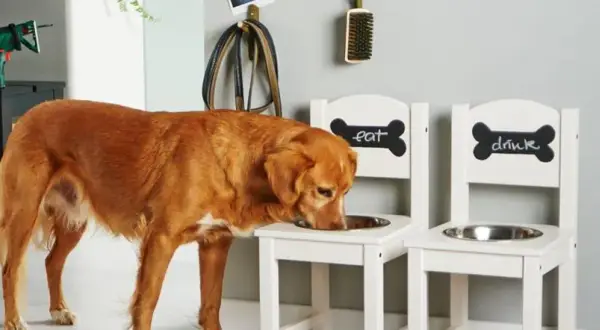 Stojak na miski dla psa DIY: Zbuduj idealny dla zdrowia pupila!