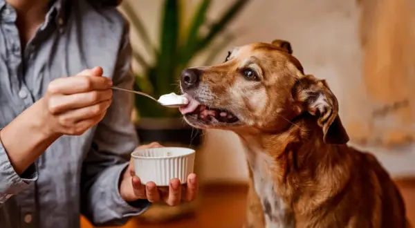 Un perro marrón disfruta de una cucharada de yogur. ¡Qué rico! Los perros pueden comer yogur.