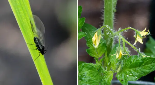 En svart bladlöss på ett grönt strå och många små gröna bladlöss som kryper på en tomatplanta med gula blommor. Ohyra på tomatplantor kan vara ett stort problem.