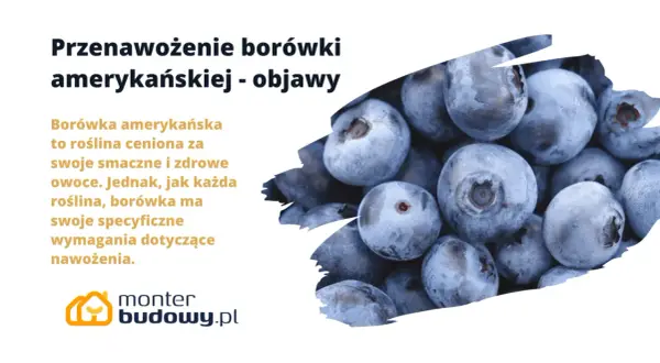 Borówka amerykańska: objawy przenawożenia. Zbliżenie na soczyste, niebieskie owoce borówki, sugerujące problemy z nadmiernym nawożeniem.