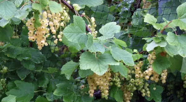 Reife weiße Johannisbeeren hängen an einem Strauch. Der ideale **johannisbeere standort** ist sonnig bis halbschattig.