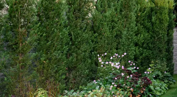 Seto de cipreses frondosos, ideal para delimitar espacios. La primavera es el momento perfecto cuando podar setos de cipreses para mantener su forma.