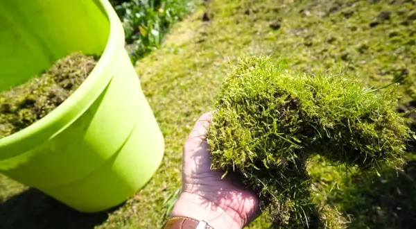 Ręka trzyma kępę mchu i trawy, przygotowując się do wrzucenia jej do zielonego pojemnika. Wiosenne porządki na trawniku.