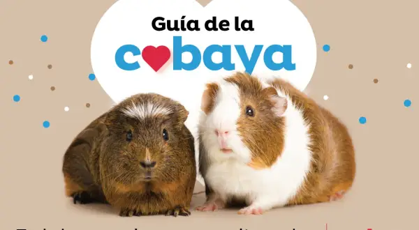 Dos cobayas adorables posan para una guía sobre qué comen las cobayas. Texto: "Guía de la cobaya. Todo lo que quieres y necesitas saber.