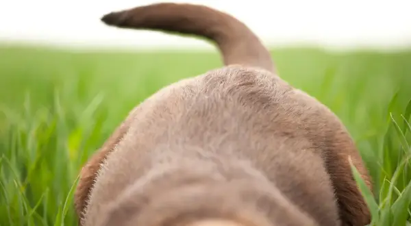 A brown dog's back and tail are visible, with its tail held high like a swimmer's tail. The dog is in a field of green grass.