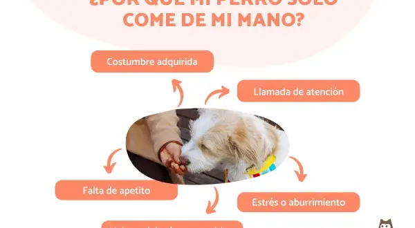 Un perro come de la mano de su dueño. El texto pregunta "¿Por qué mi perro solo come de mi mano?" y enumera posibles razones.