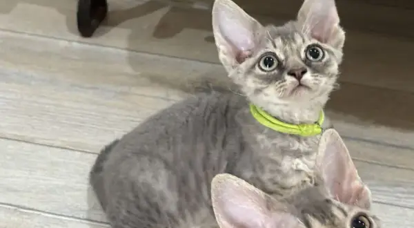 Ceny kociąt Devon Rex w hodowlach – co warto wiedzieć przed zakupem?