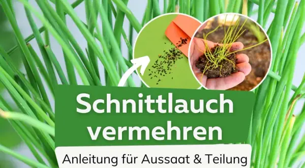 Schnittlauch vermehren: Samen und junge Pflanzen für die Aussaat und Teilung.