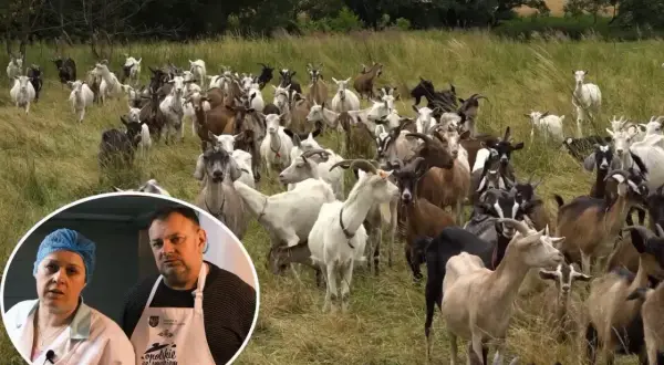 Stado kóz na łące. W kółku para ludzi, którzy mogą wiedzieć, ile kosztuje koza mleczna.