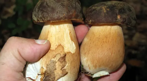 Dos setas esponja comestibles, con sombreros marrones y tallos gruesos, sostenidas en una mano.