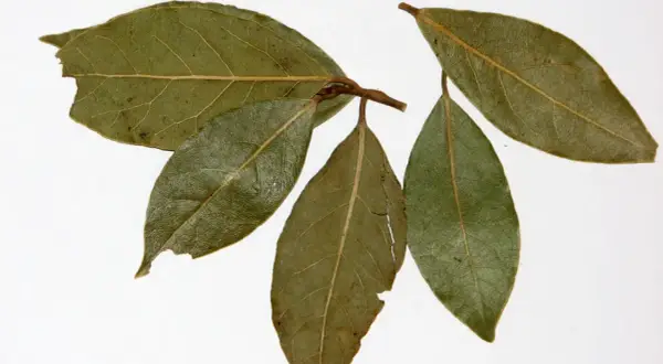 Ramita con hojas de laurel, algunas verdes y otras con tonos marrones y secas, mostrando sus venas marcadas.