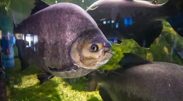 Duże, srebrzyste ryby pływają w akwarium. Jedna z nich, z żółtym okiem, patrzy wprost na widza. To widok z Mielno oceanarium.