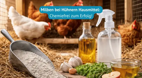 Hühner im Stall mit Hausmitteln gegen Milben: Kalk, Öl, Knoblauch und Kräuter für eine natürliche Behandlung.