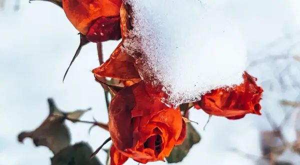 Czerwone róże pokryte śniegiem, symbolizujące campanula zimowanie.