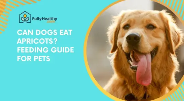 A happy golden retriever's face is shown, with text asking "Can dogs eat apricots?".