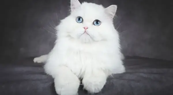 Piękny kot albinos z niebieskimi oczami, siedzący na ciemnym tle.