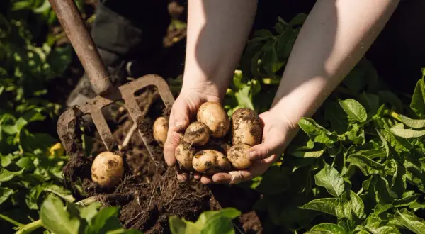 Händer håller upp nyupptagna, jordiga potatisar. En grep ligger bredvid, redo för mer tidig potatis.