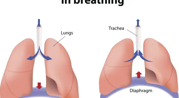 Schemat pokazuje, jak przepona kurczy się i rozluźnia, umożliwiając wdech i wydech.