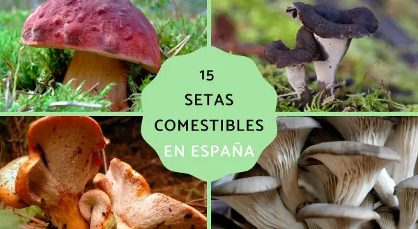 Cuatro tipos de hongos comestibles en España: boletus, trompetas de la muerte, rebozuelos y setas ostra.