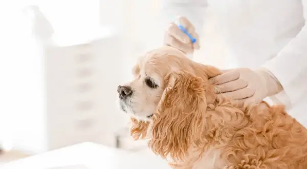 Veterinario administra inyección para castración química perro. El cocker spaniel espera pacientemente.