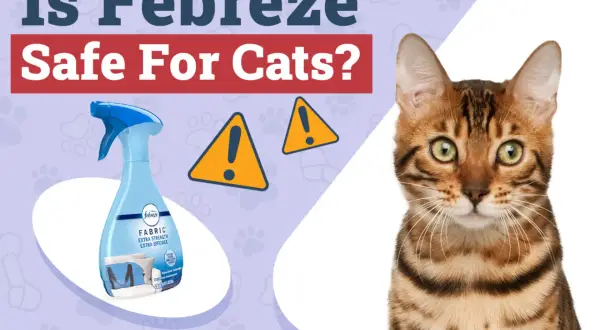 A Bengal cat looks concerned as a Febreze spray bottle is shown, questioning "Is Febreze safe for cats?". Two yellow warning signs are visible.