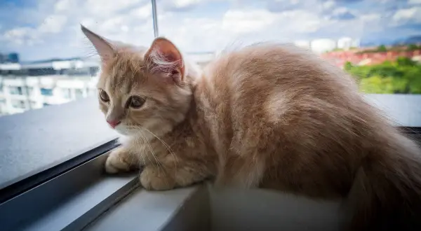 Puszysty, rudy kot z krótkimi łapami leży na parapecie, obserwując chmury i miasto za oknem.
