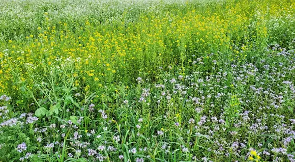 Kiedy siać groch na poplon? Optymalny termin i praktyczne wskazówki